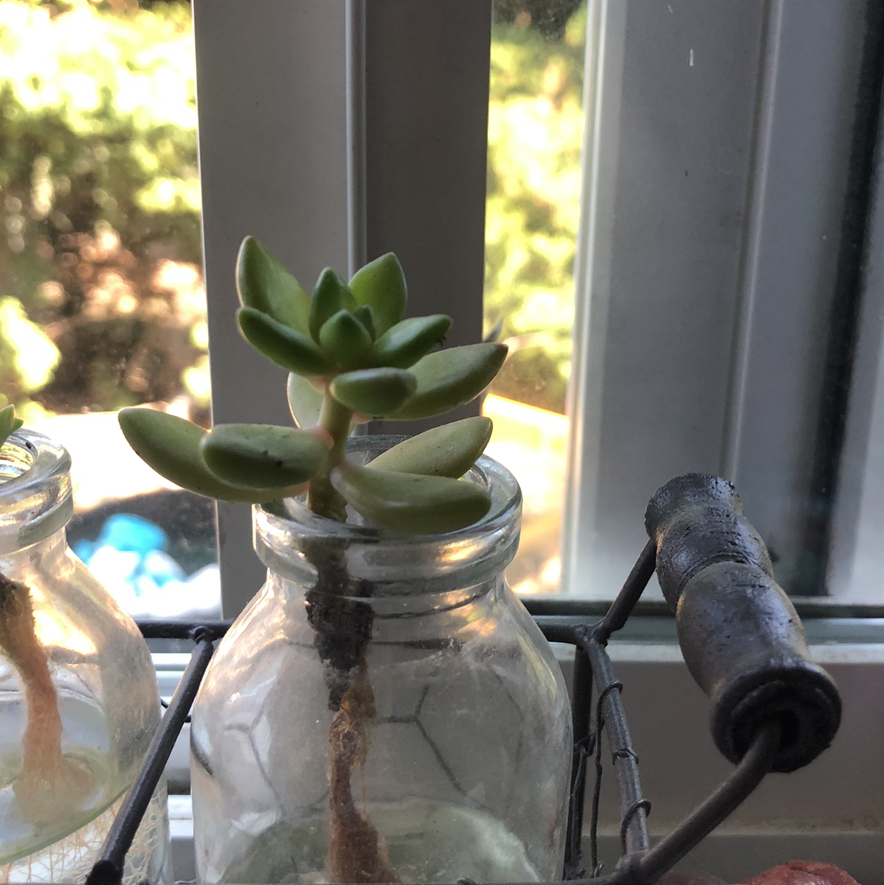 Sedum adolphi 'Golden Glow' succulent in a glass container on a windowsill.