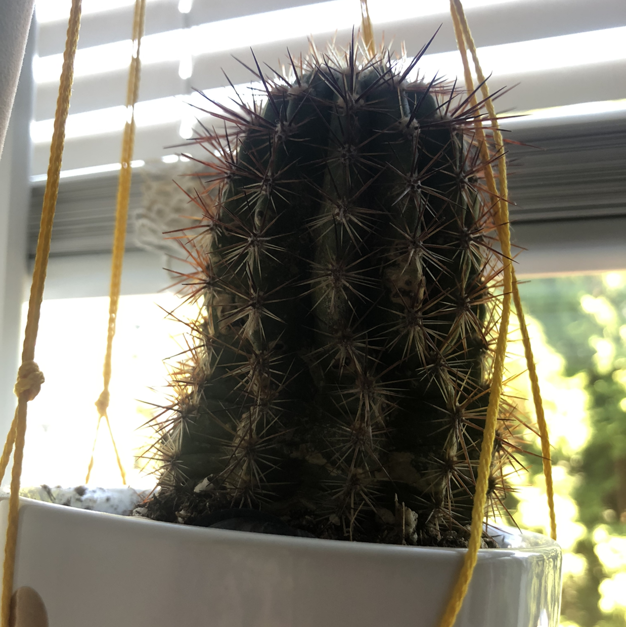 Blue Barrel Cactus in a hanging pot near a window with visible spines.