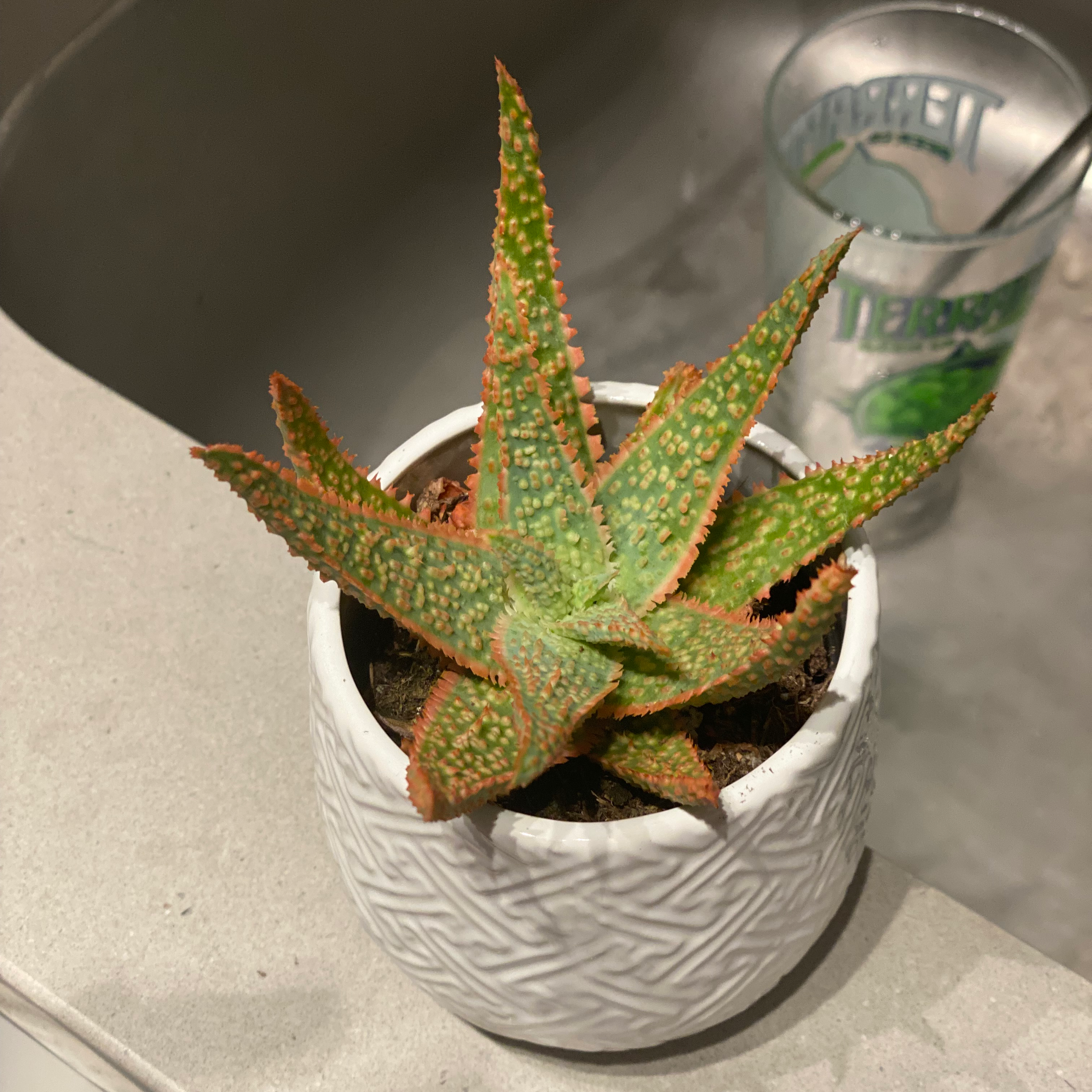 A healthy Aloe 'Swordfish' plant in a white textured pot with vibrant green leaves and reddish edges.