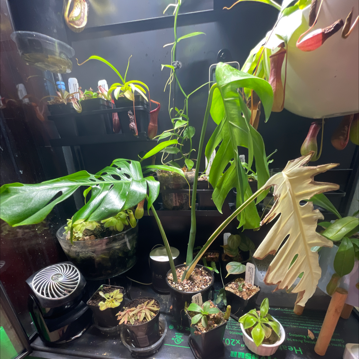 Variegated Monstera plant among other plants in a well-lit indoor setting.
