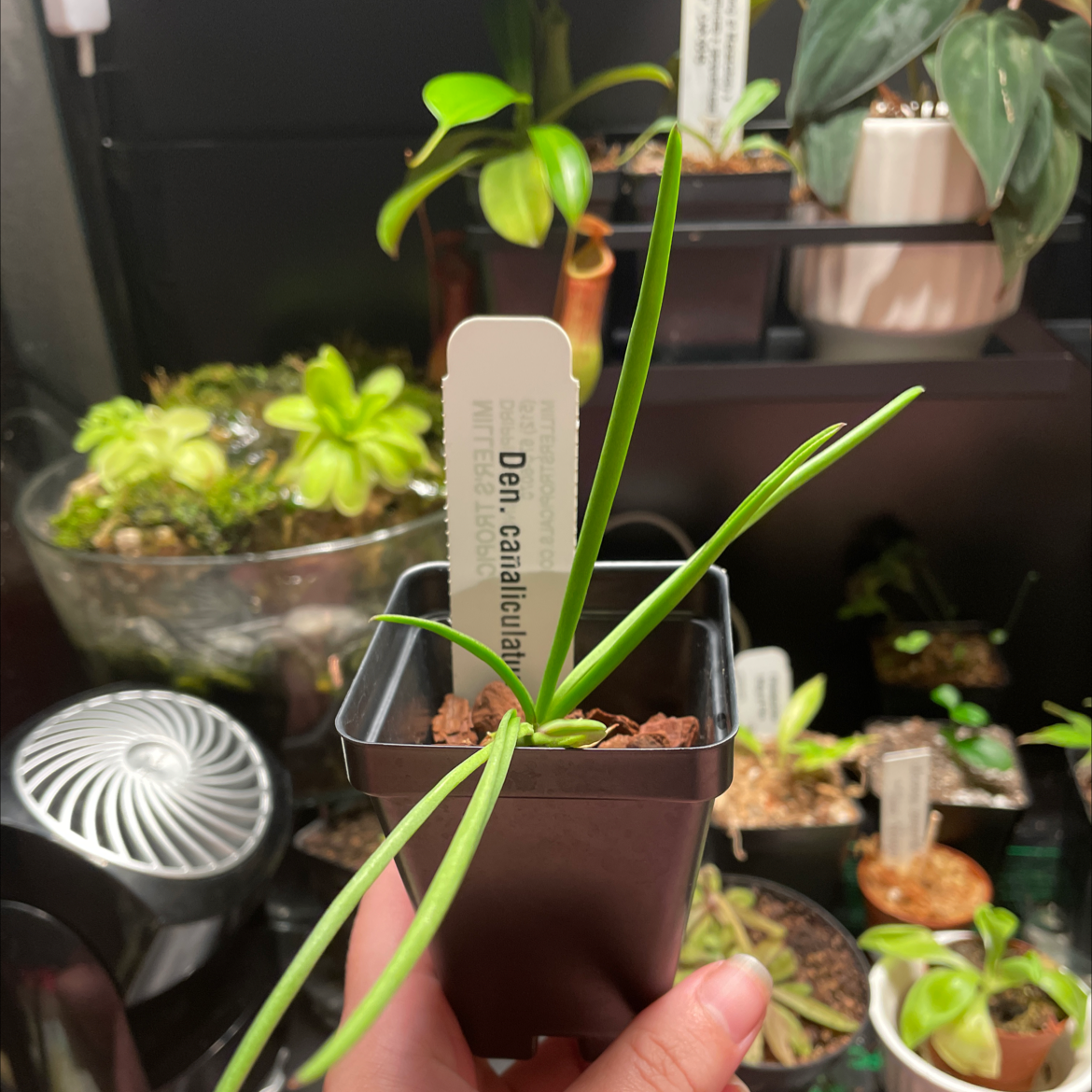 Photo of the plant species Brown Tea Tree Orchid by @Steph named Dan on Greg, the plant care app