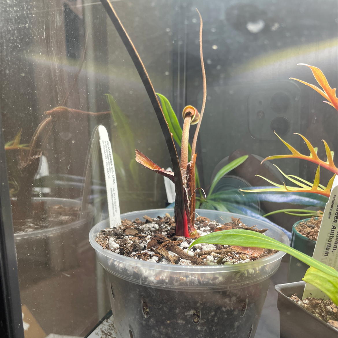 Philodendron nangaritense plant in a clear plastic pot with visible soil and some browning leaves.