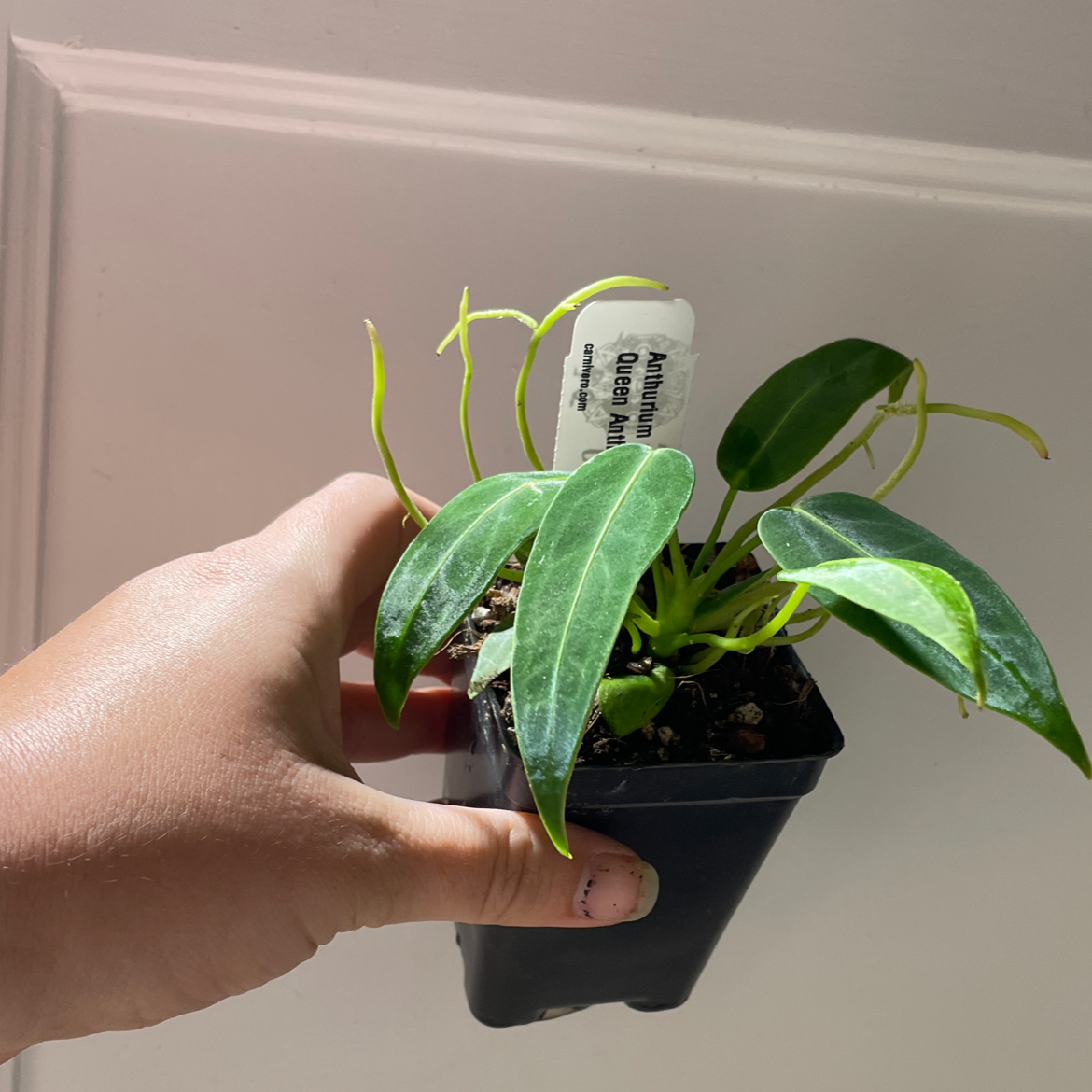 Anthurium warocqueanum plant in a black pot held by a hand, with a visible label.
