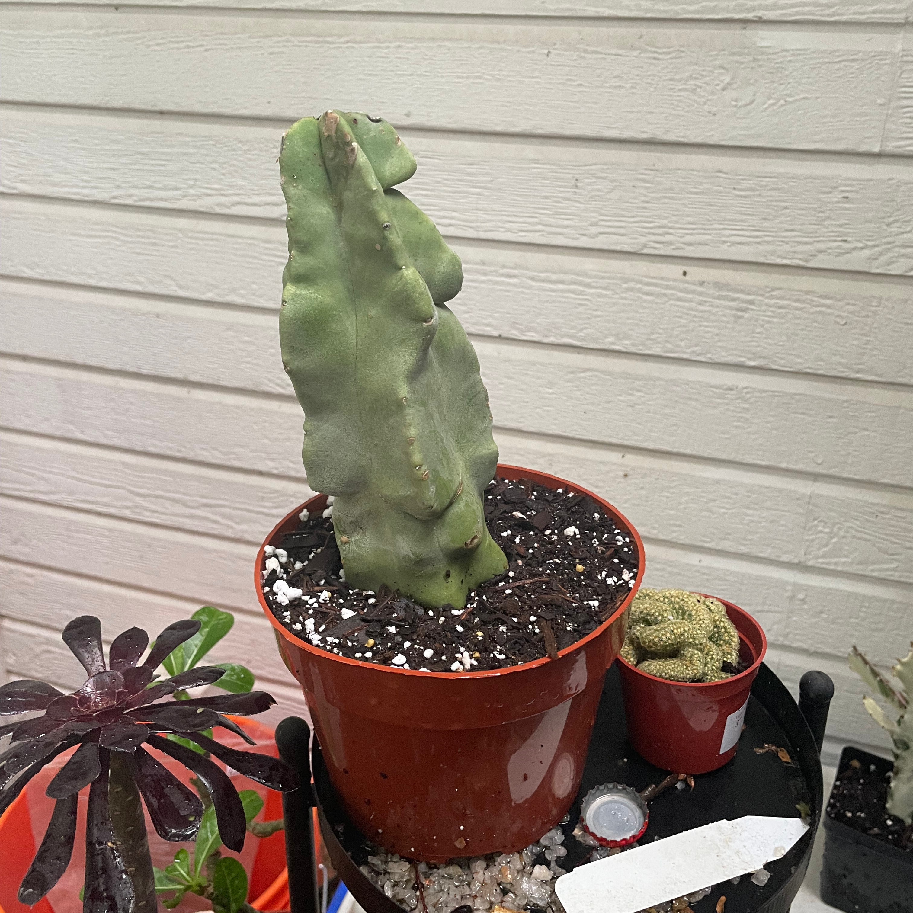 Photo of the plant species Spiral Totem Pole Cactus by @Steph named Lumpy on Greg, the plant care app