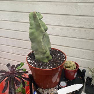 Spiral Totem Pole Cactus plant in Austin, Texas