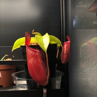 Nepenthes 'Diana' plant in Austin, Texas