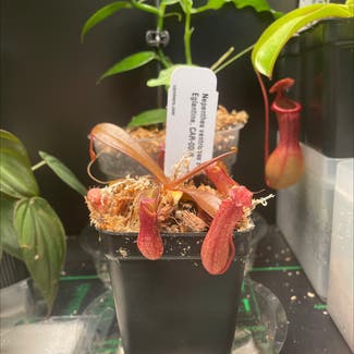Nepenthes Cross plant in Austin, Texas