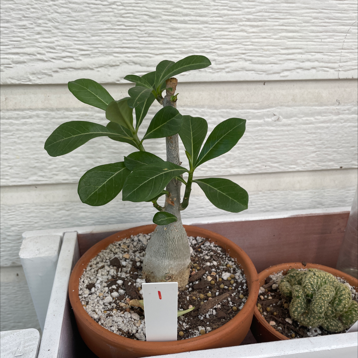 Desert Rose Plant in a terracotta pot with visible soil and green leaves.