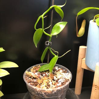 Flat Leafed Vanilla plant in Austin, Texas
