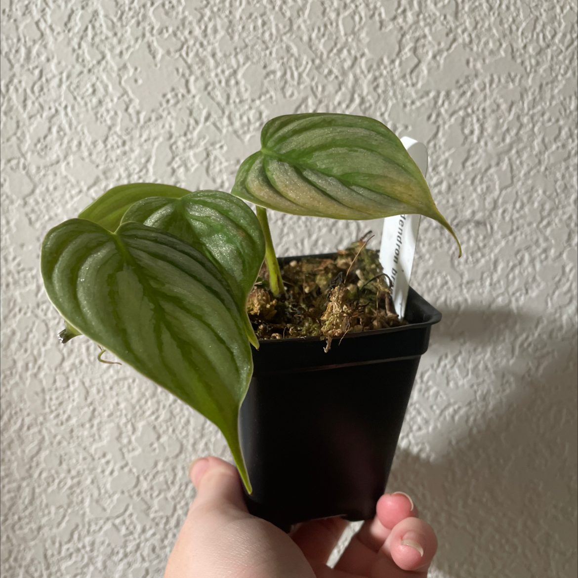 Silver Leaf Philodendron in a black pot held by a hand, with healthy green and silver leaves.