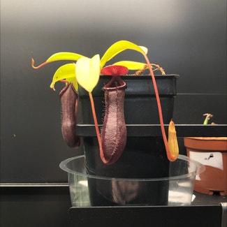 Nepenthes 'Bill Bailey' plant in Austin, Texas