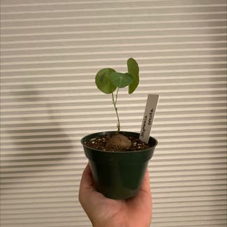 Stephania erecta plant in Austin, Texas