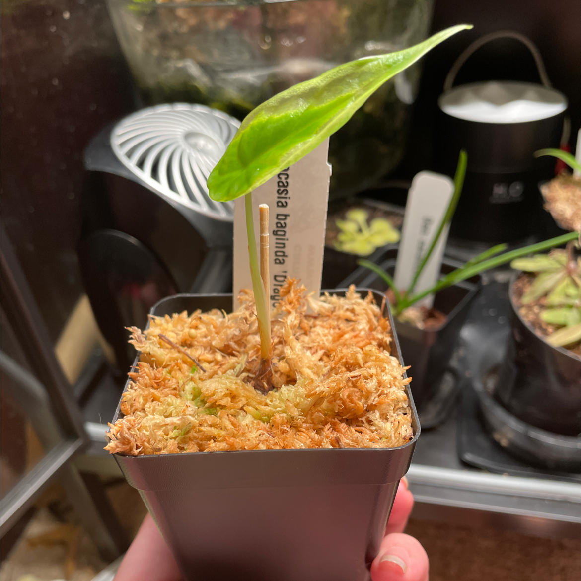 Young Alocasia 'Dragon Scale' plant in a small pot with a single green leaf.