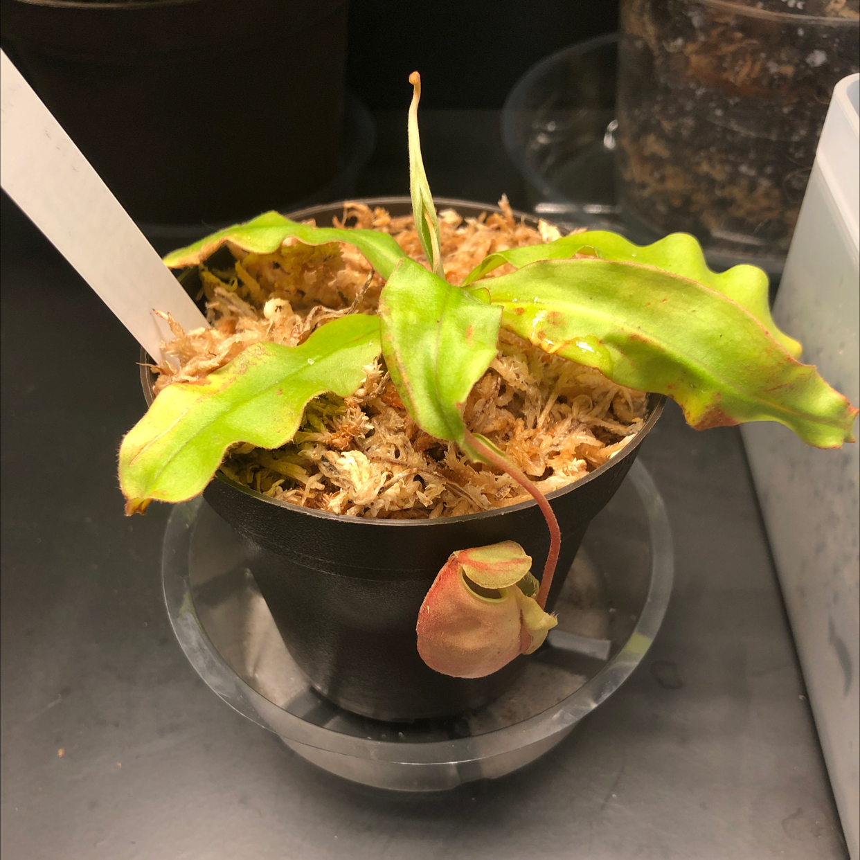 Plant care for Adrian's Pitcher Plant on Greg, the plant care app
