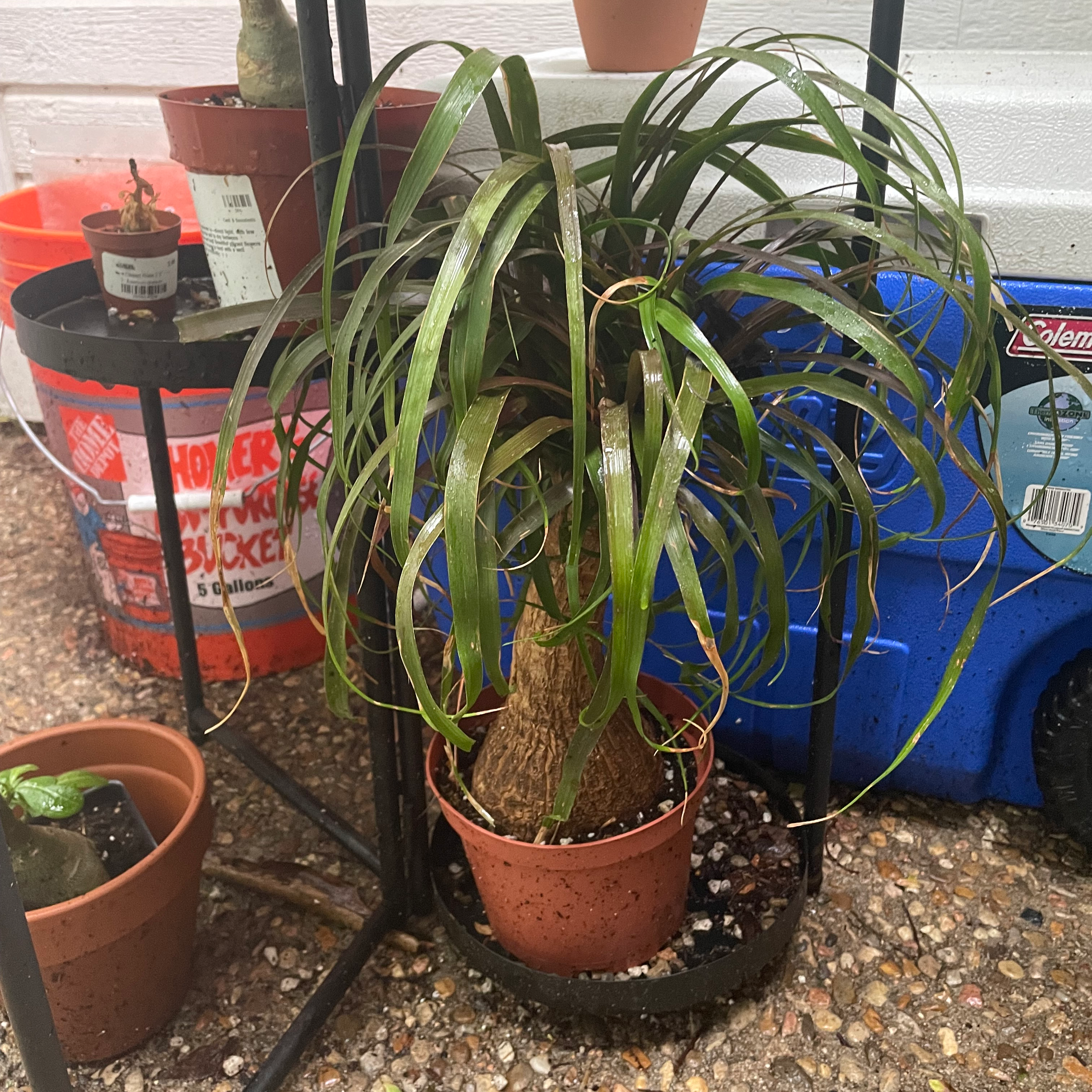 Healthy green ponytail palm in terra cotta pot beside a blue watering can, situated on a granite countertop.