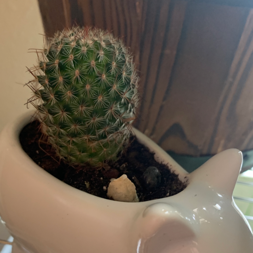 Balloon Cactus in a small, decorative pot with visible soil.