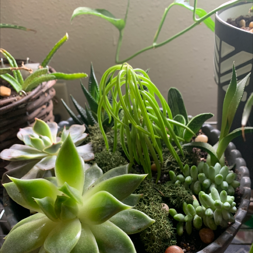A variety of healthy succulent plants in a pot, including Succulent Bush Senecio.