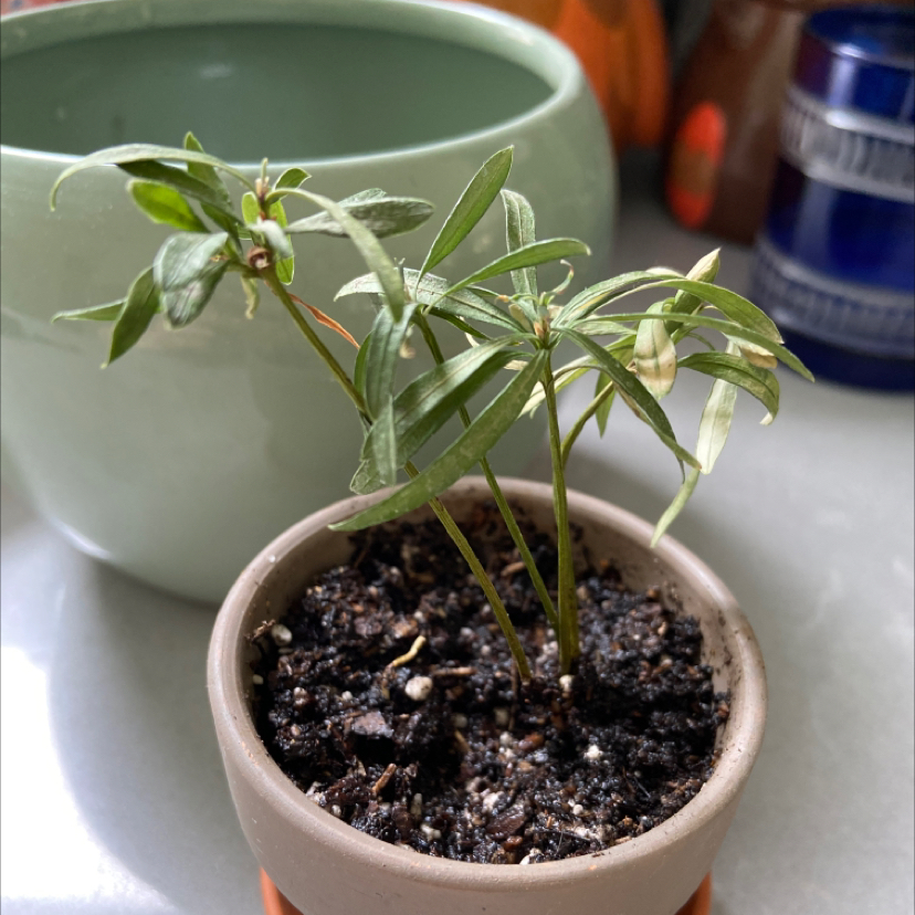A healthy potted Sweet Alyssum plant with abundant delicate white flowers and green foliage growing in dark potting mix.