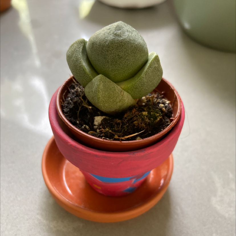 Split Rock plant (Pleiospilos nelii) in a small pot, healthy and well-framed.