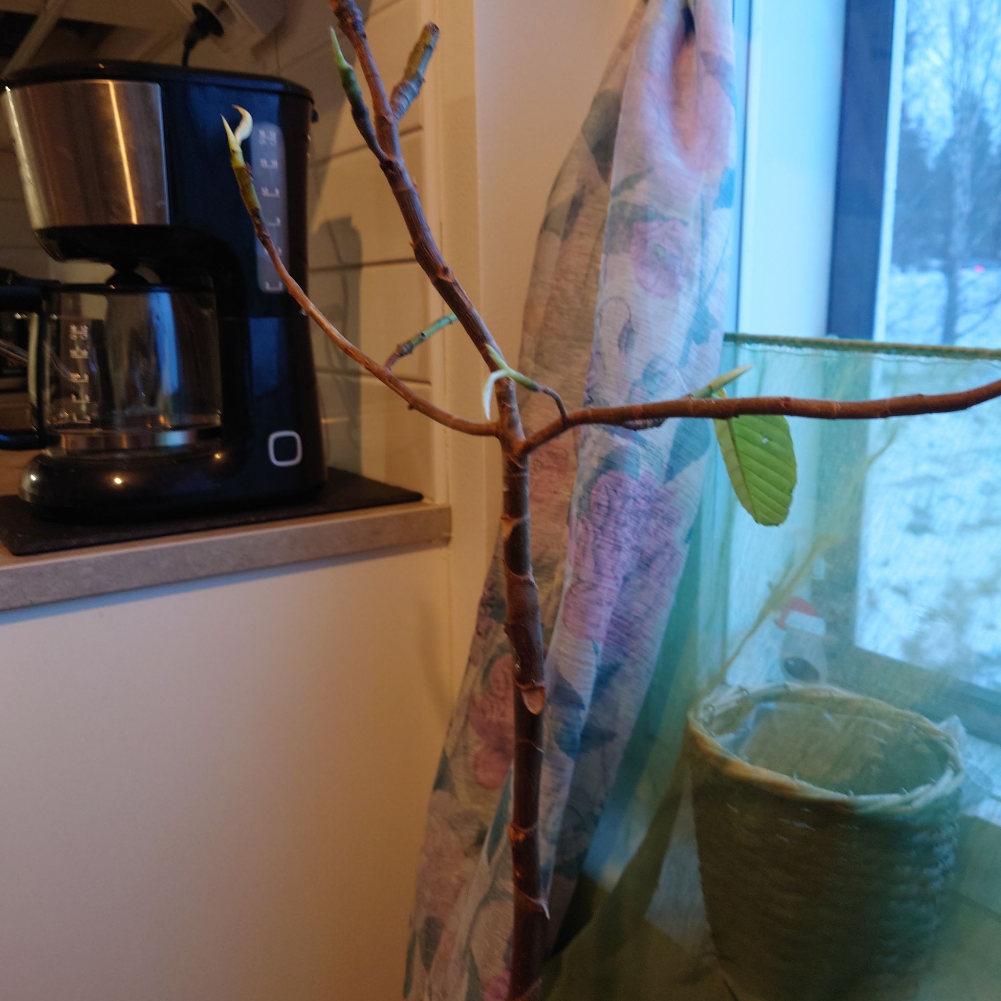 Photo of the plant species Ficus Floris by @YernCorn named Ficus floris on Greg, the plant care app