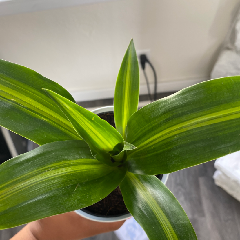 Healthy Basket Plant with vibrant green leaves and yellow stripes in a pot.
