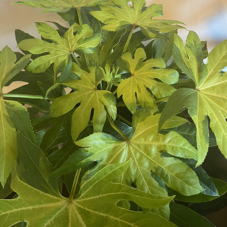 Fatsia plant with large, lobed leaves, some showing yellowing.