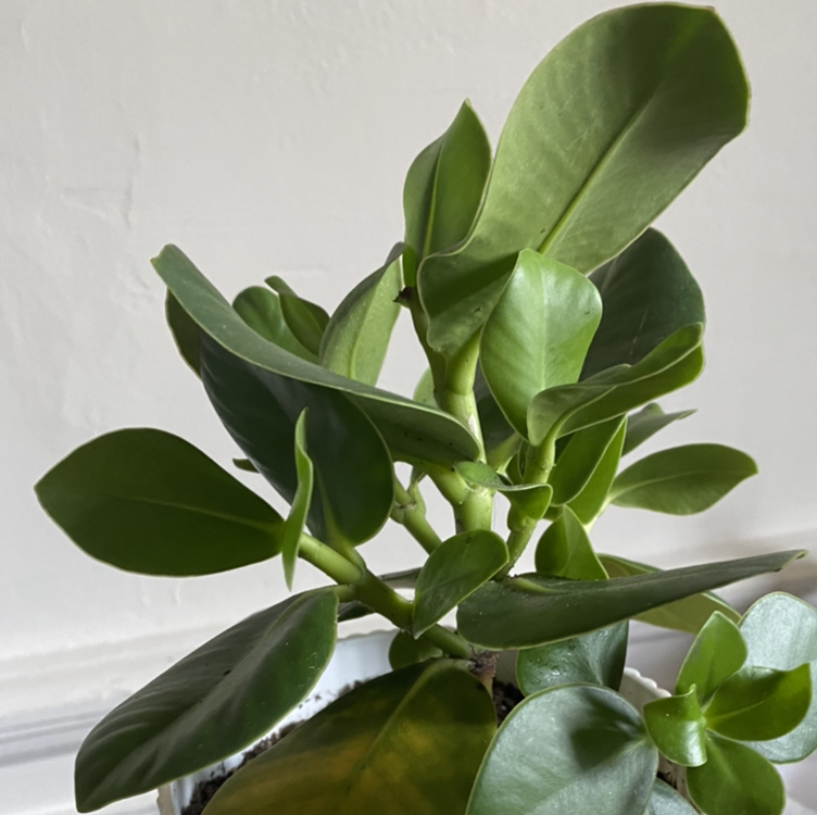 Healthy Autograph Tree with vibrant green leaves.