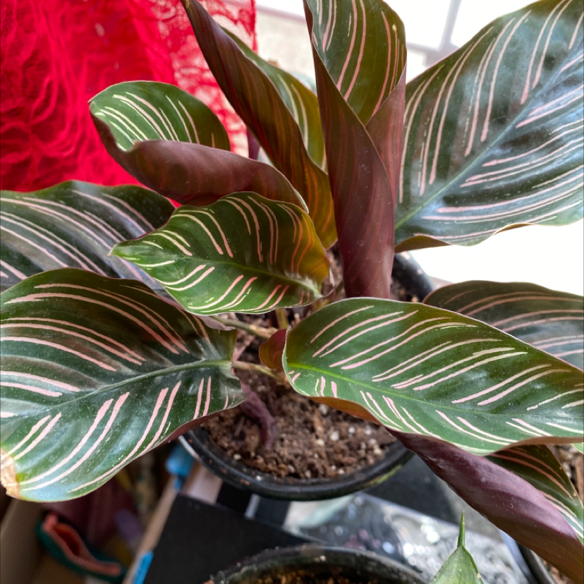 Pinstripe Calathea plant with vibrant striped leaves in a pot with visible soil.