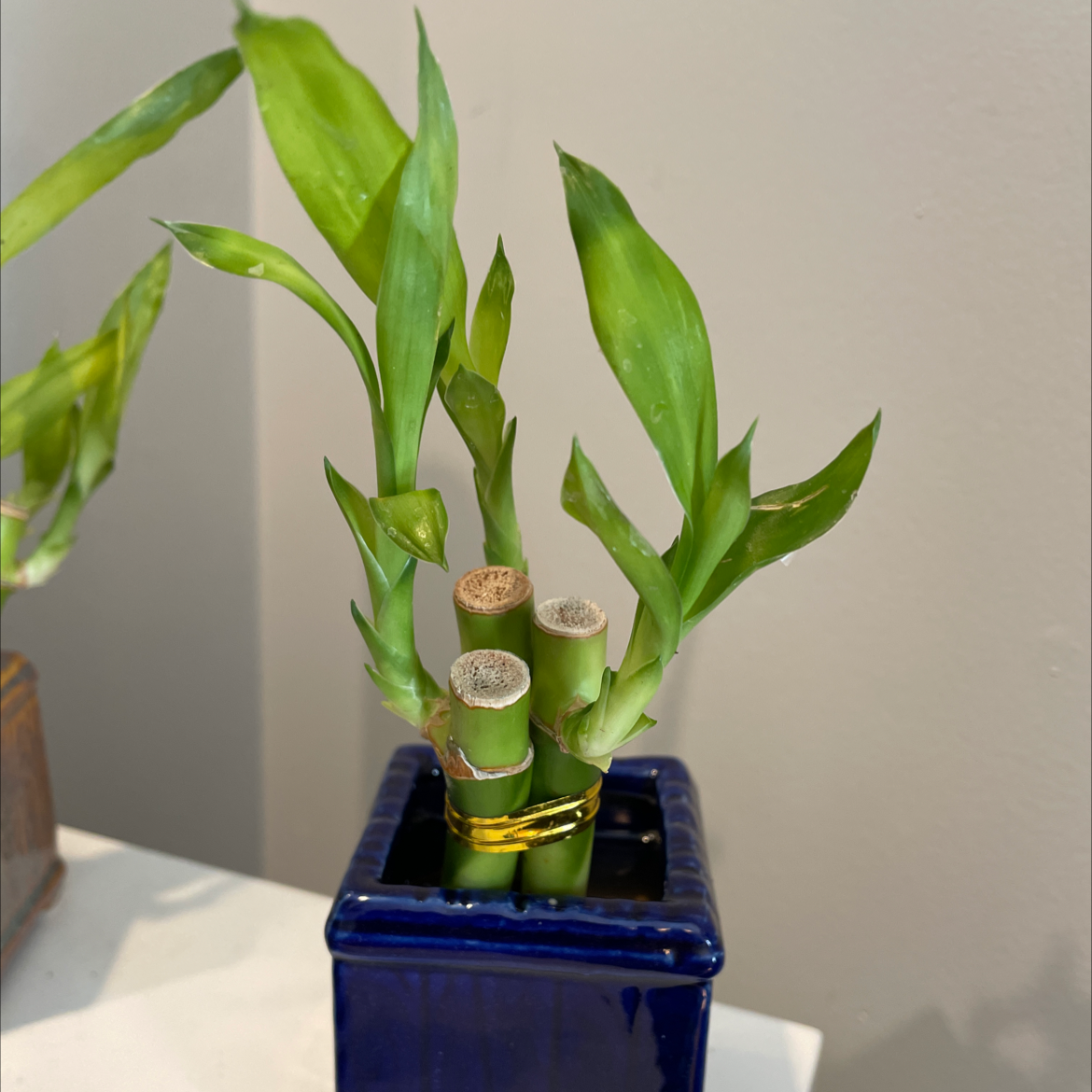 Photo of the plant species Lucky Bamboo by Sara i nieves named Little john on Greg, the plant care app