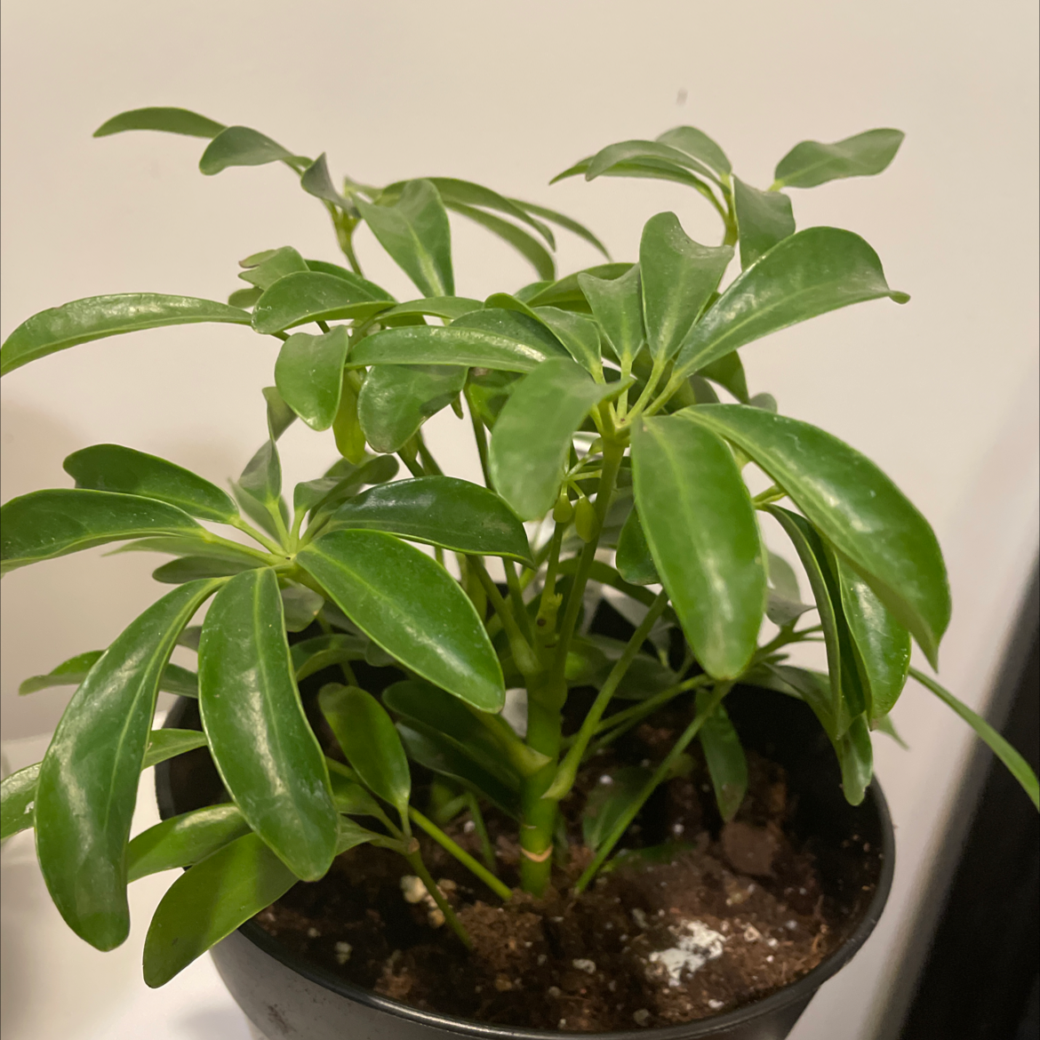 Dwarf Umbrella Tree plant photo by Sara i nieves named Shikamaru on Greg, the plant care app.