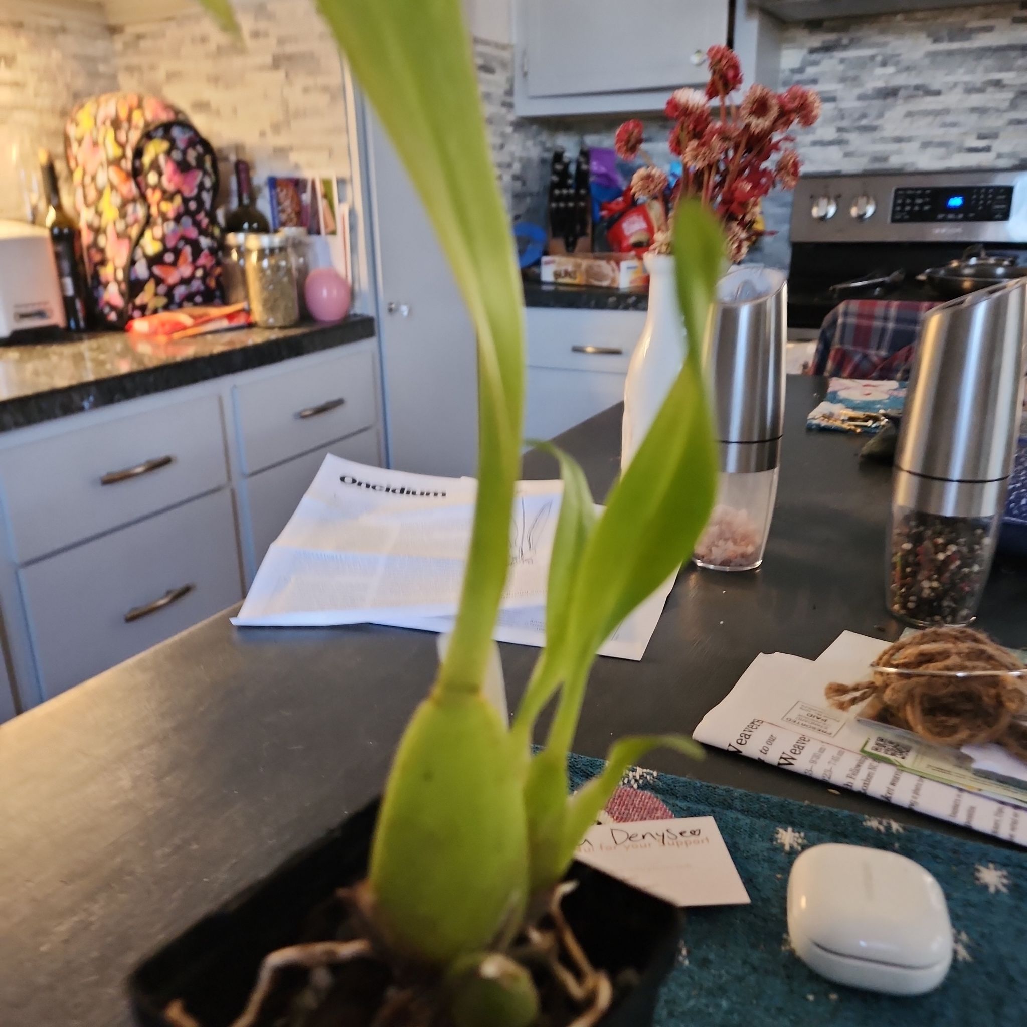 Photo of the plant species Hilo Firecracker Lucky Strike Orchid by @SpiffyYuzutree named Stella on Greg, the plant care app