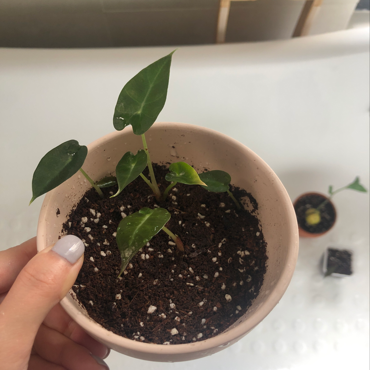 A hand holding a healthy Blushing Philodendron plant in a small pot with dark, moist soil and glossy green leaves showing new growth.