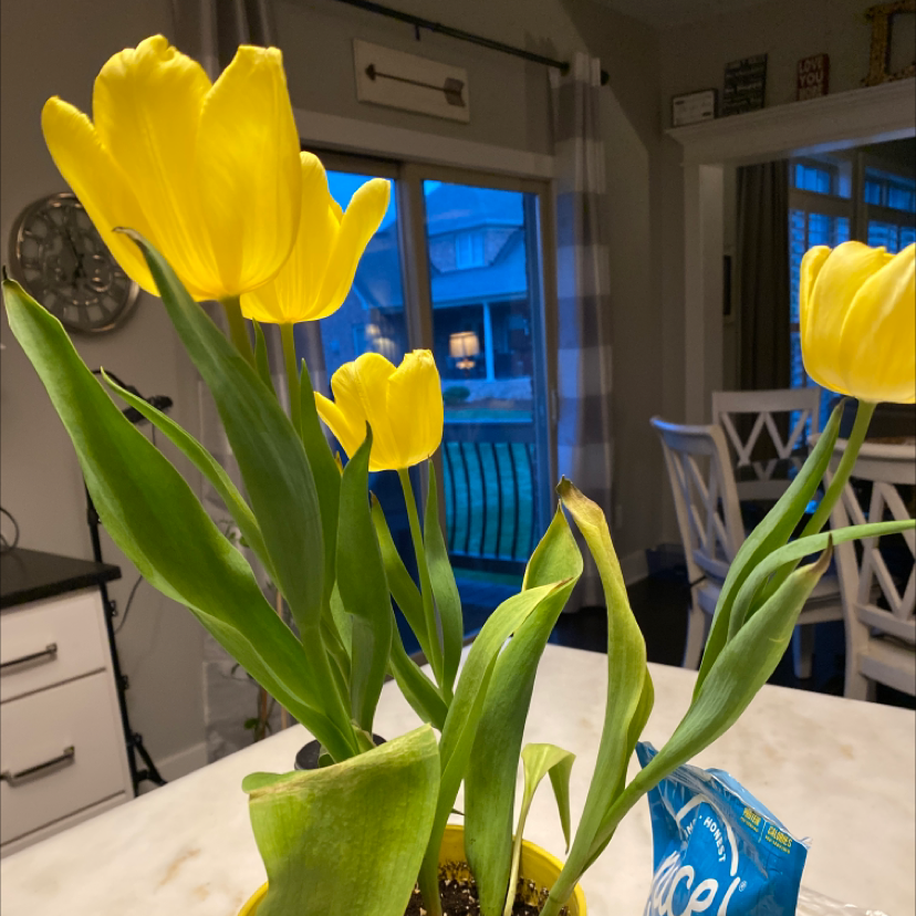 🌡 What Temperature Does My Garden Tulip Need?