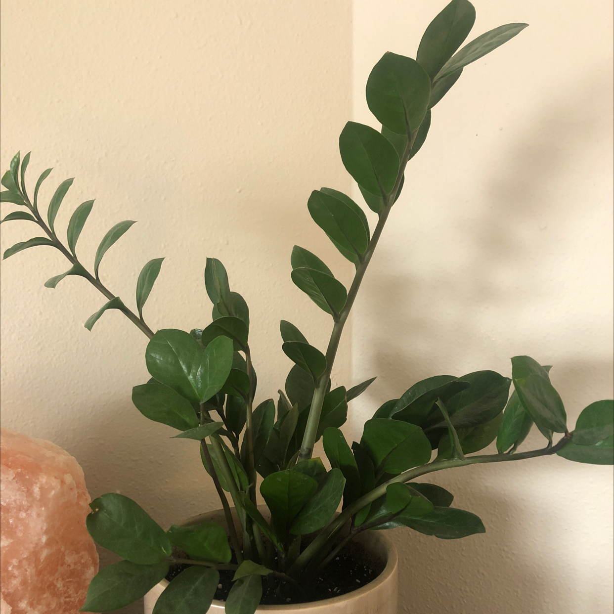 Zamioculcas Zamiifolia plant photo by @heyitsnikki named Zeezee on Greg, the plant care app.