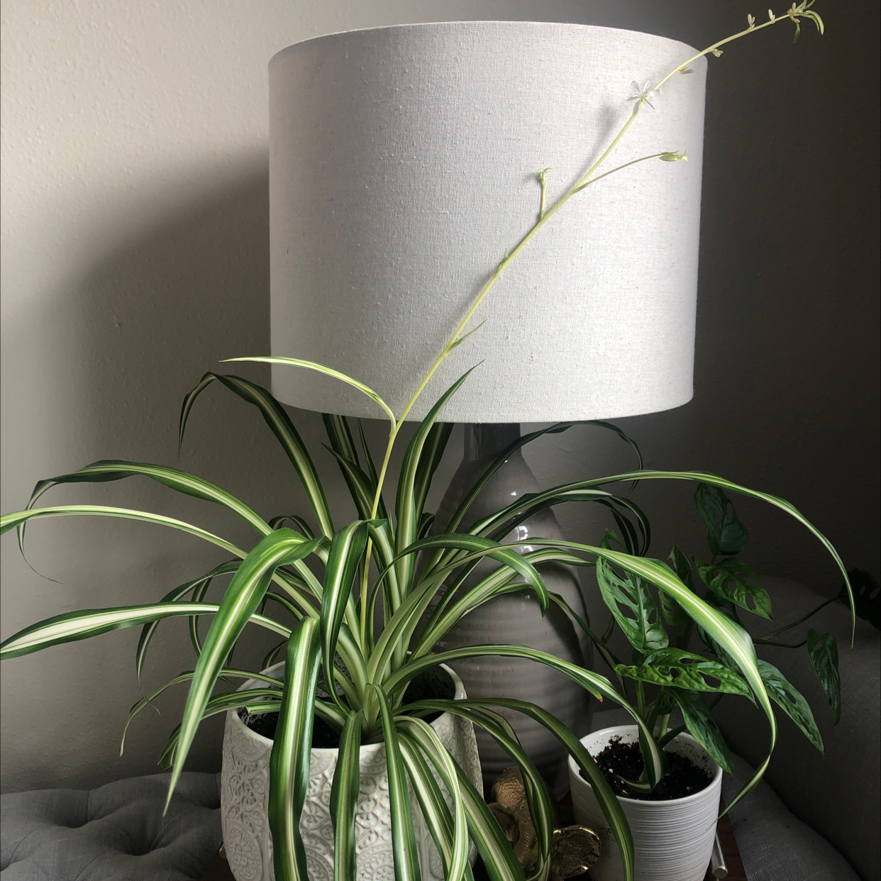 Spider Plant plant photo by @heyitsnikki named Barbara on Greg, the plant care app.