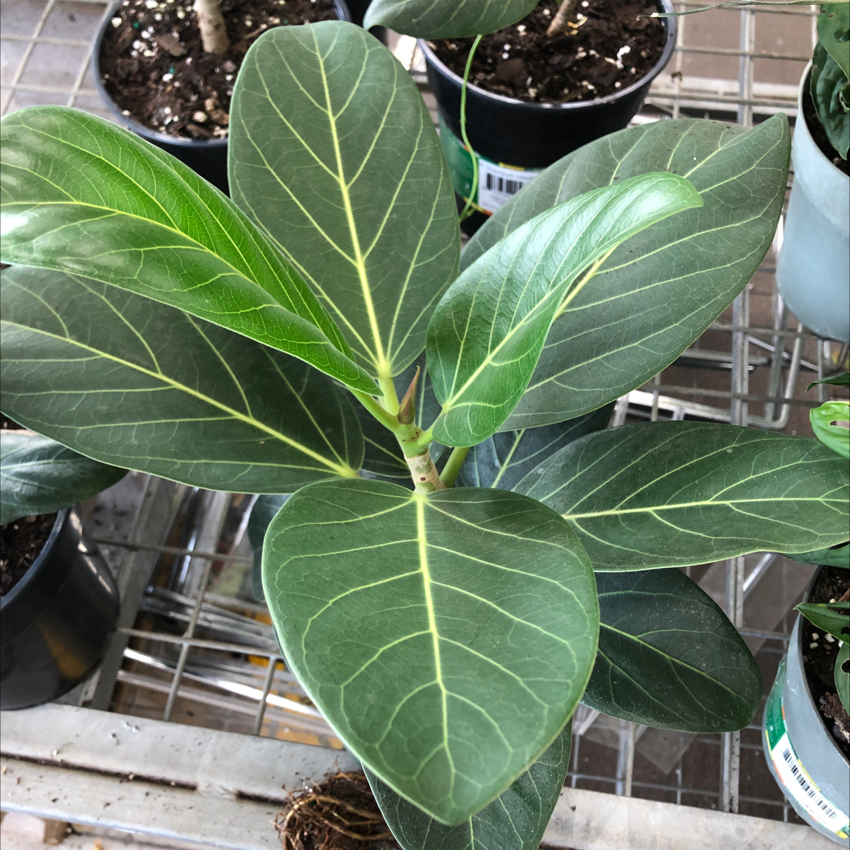 Healthy Audrey Ficus plant with vibrant green leaves and prominent veins.