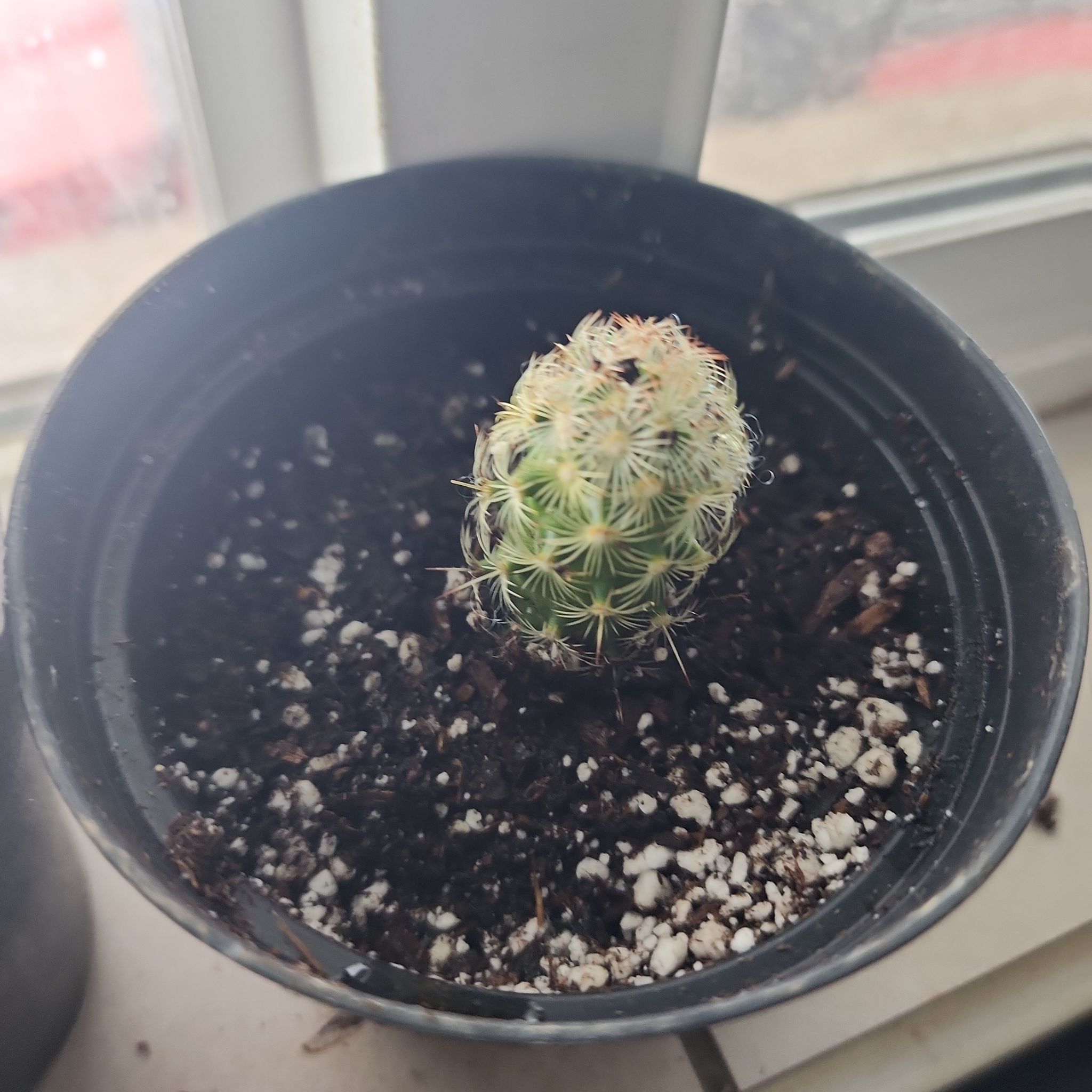 Miniature Barrel Cactus in a pot near a window, with visible soil.