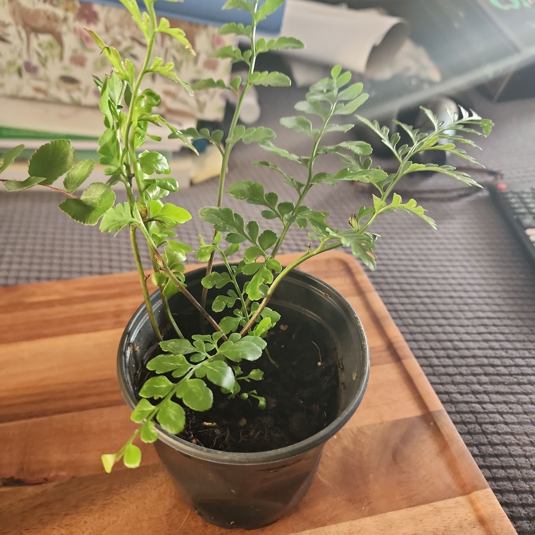 Potted Austral Gem Fern with healthy green leaves on a wooden surface.