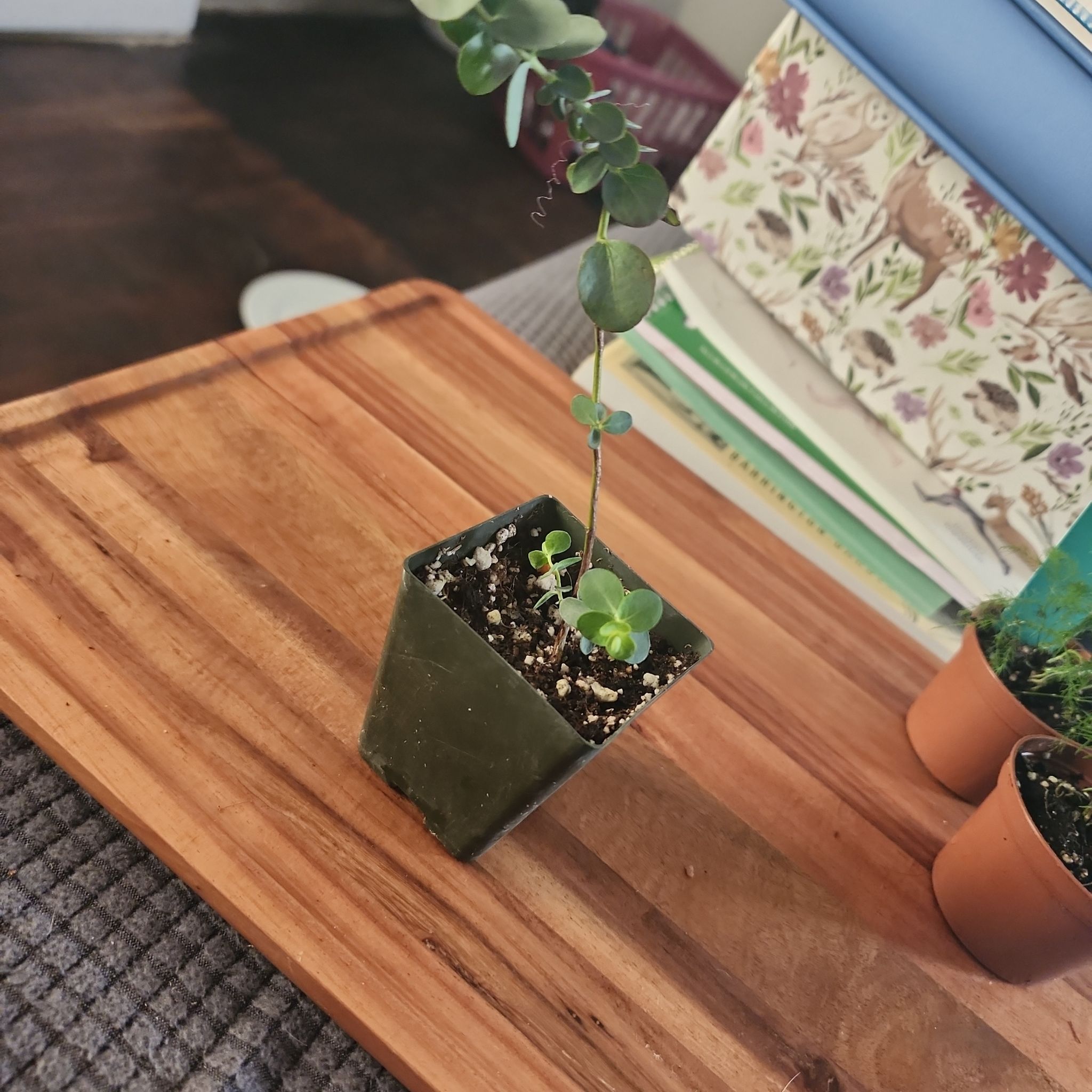 A young Cider gum plant in a small pot with visible soil, placed on a wooden surface.