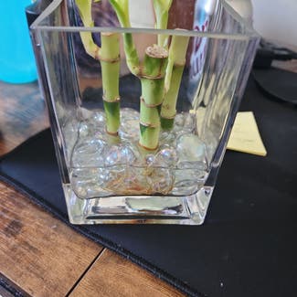 Lucky Bamboo plant in Tooele, Utah
