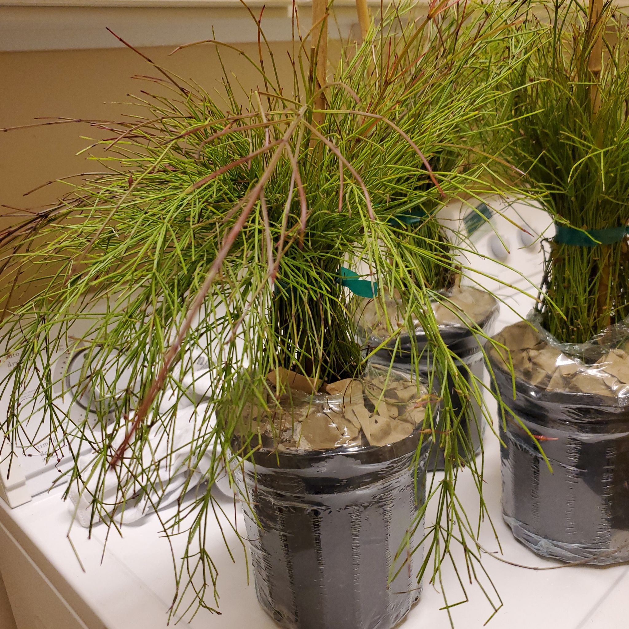 Whisk Fern plant in a pot with visible soil, healthy green stems, and no visible signs of disease.