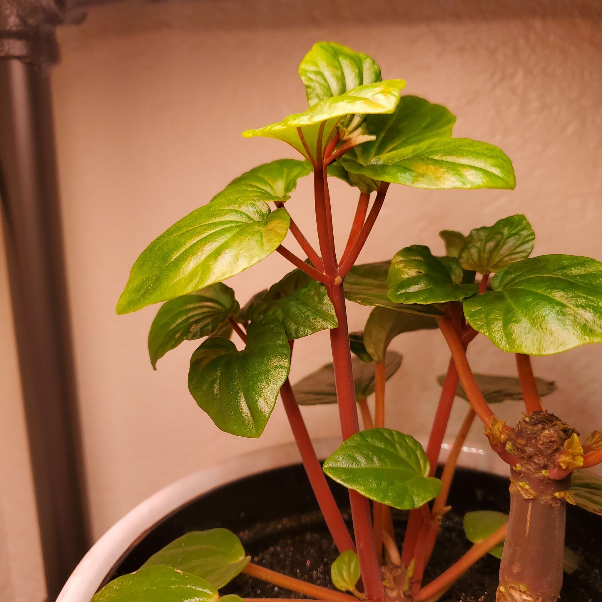 Photo of the plant species flowering peperomia by @PeacefulCat named Ivy-leaf Pepper on Greg, the plant care app