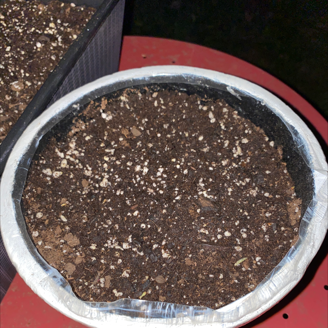Pot filled with soil, no visible plant growth. Chinese Peony.