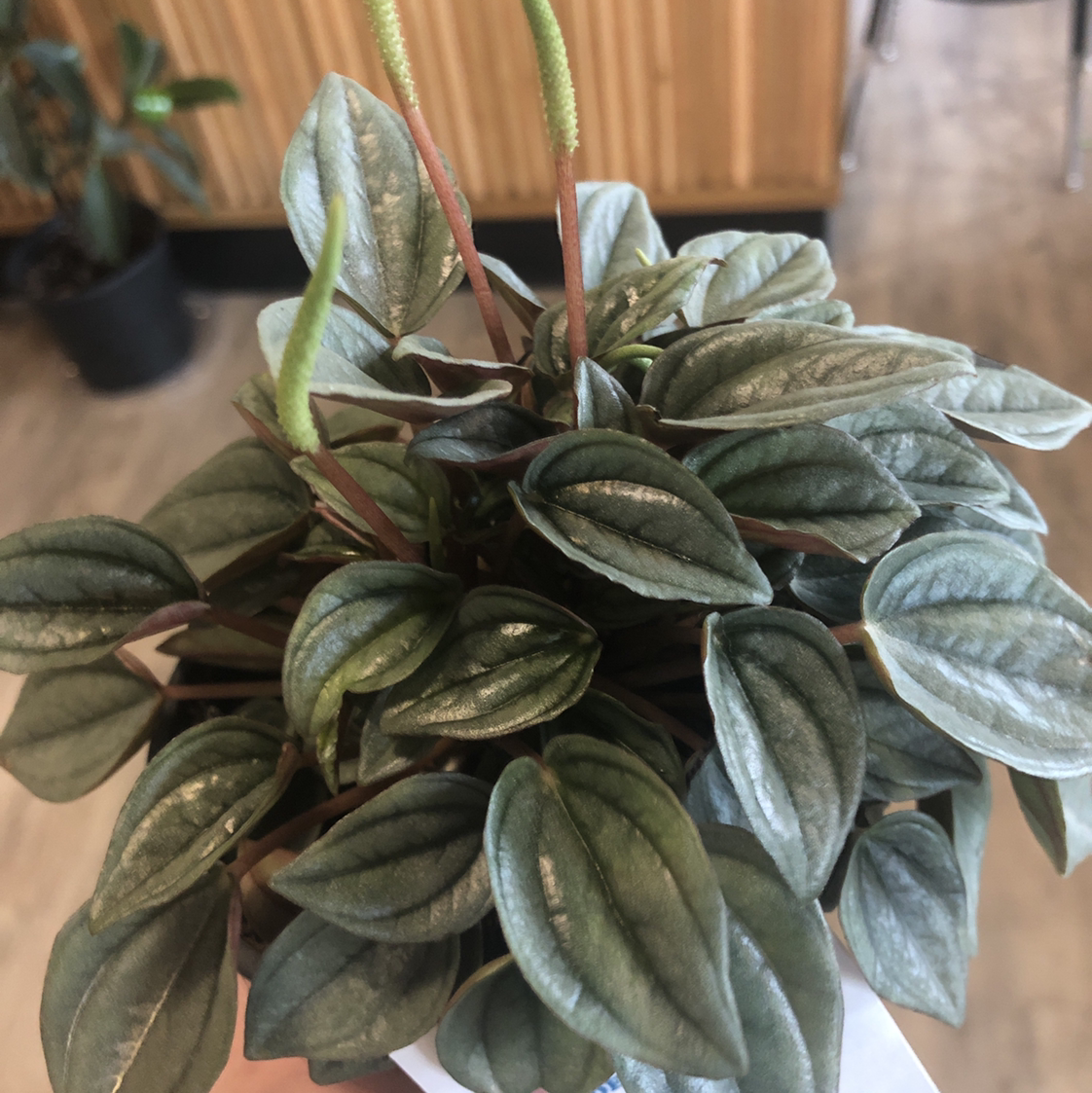 Photo of the plant species Silver Frost Peperomia by @Britturble named Frederick on Greg, the plant care app