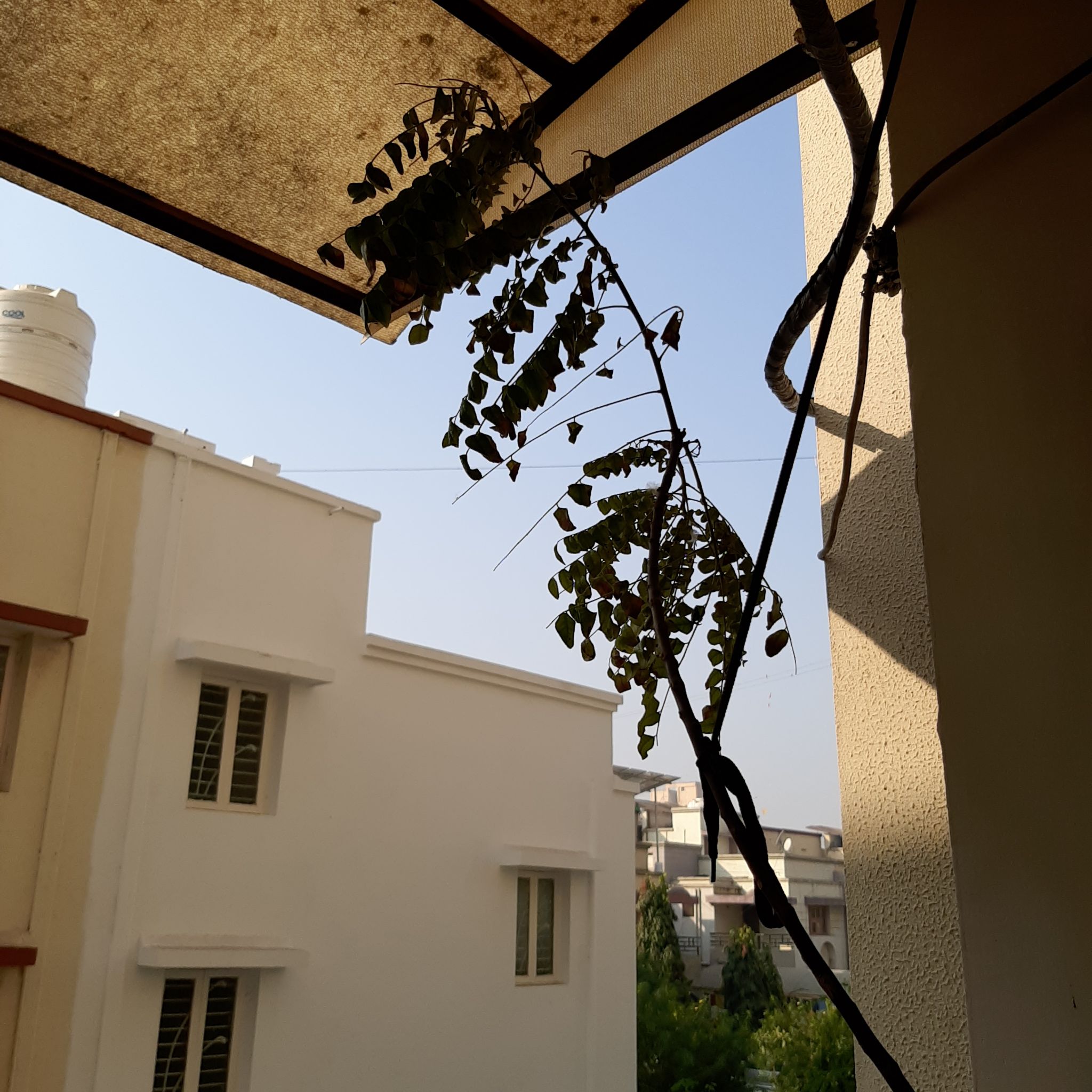 Japanese Creeper plant with sparse, wilting, and discolored leaves on a balcony.