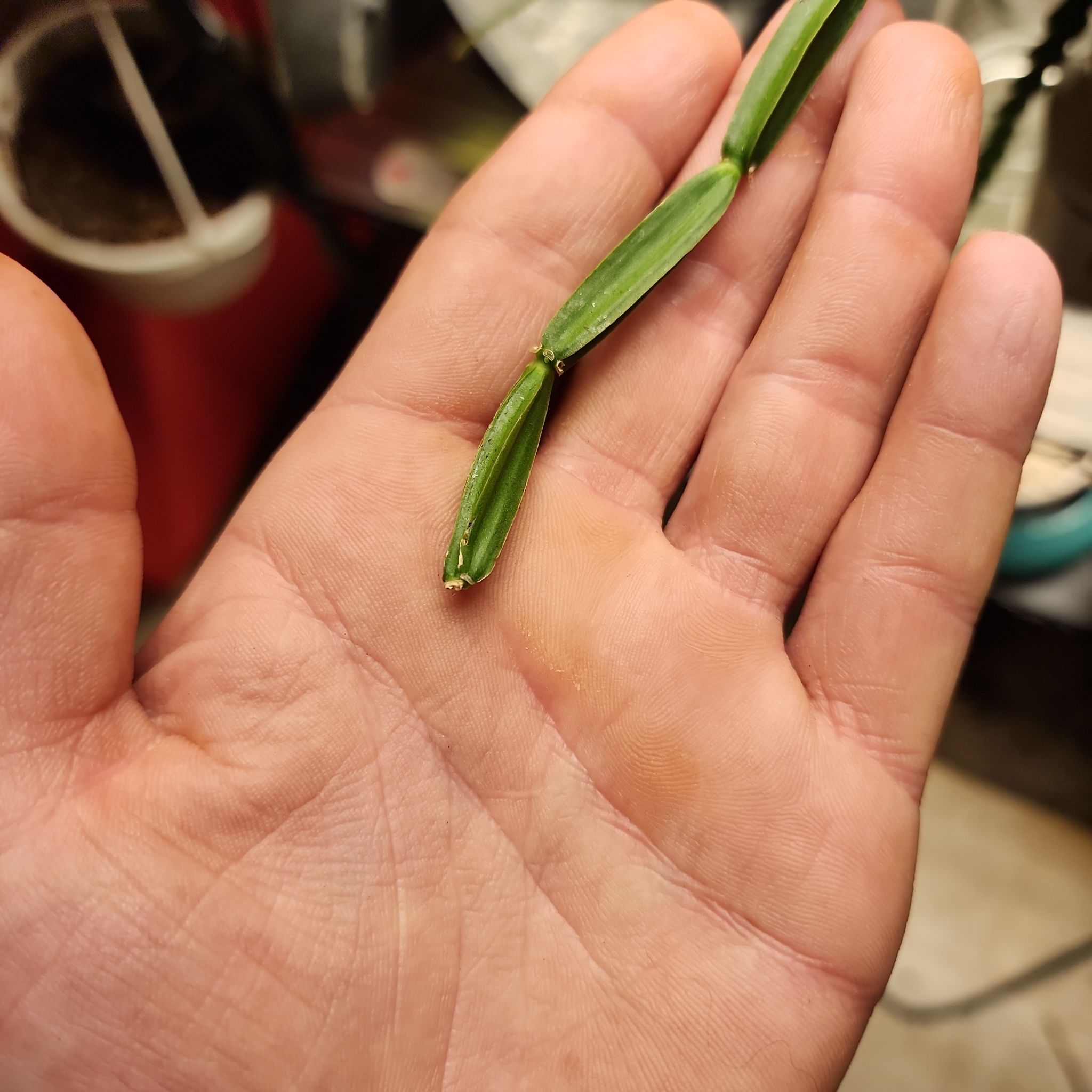 Close-up of a Common Scouring-Rush plant segment held in a hand.
