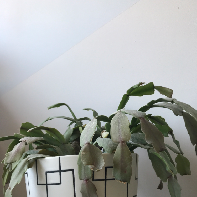 True Christmas Cactus in a decorative pot with some leaves showing browning and wilting.