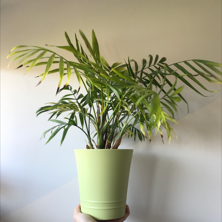Parlour Palm plant photo by @nostalg.iia named Willow on Greg, the plant care app.