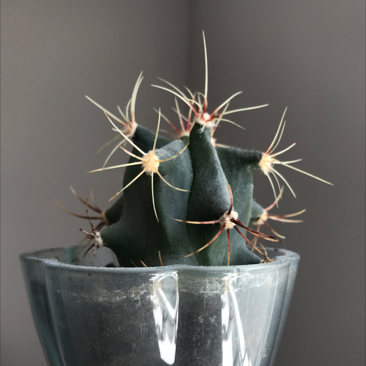 Star Plant plant photo by @nostalg.iia named Architect on Greg, the plant care app.