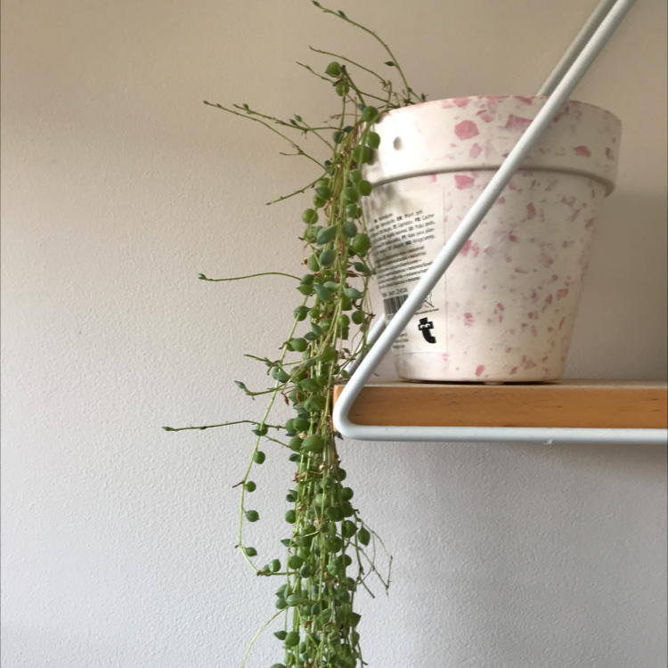 String of Pearls plant photo by @nostalg.iia named Pearl on Greg, the plant care app.